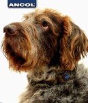 Adjustable Brown Country Check Dog Collar 30-50cm