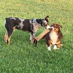 Durable Jute Tug Toy for Medium to Large Dogs