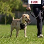 Halti Anti-Pull Harness for Medium Dogs - Black