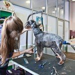 Adjustable Dog Grooming Arm with Clamp Holder