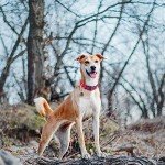 Reflective Adjustable Neoprene Dog Collar for All Sizes