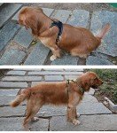 MOKCCI Reflective No Pull Dog Harness with Handle