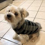 Classic Plaid Dog Sweater for Cold Weather