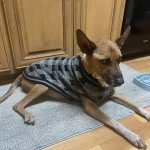 Classic Plaid Dog Sweater for Cold Weather