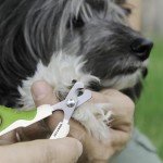 Dog & Cat Nail Clippers with Grooming Guide