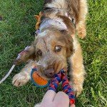 Tug-E-Nuff Pocket PowerBall Bungee Dog Toy