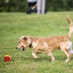 Squeaky Dog Balls for Chewing and Training