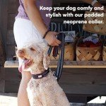 Black Rhino Comfort Dog Collar - Medium Black