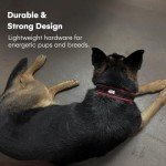 Black Rhino Comfort Dog Collar - Medium Black