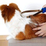 Double-Sided Dog Deshedding Brush with Stainless Steel Blade