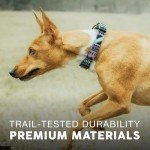 Urban Dog Collar Set with Leash and Harness