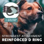 Urban Dog Collar Set with Leash and Harness