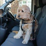 Adjustable Dog Seat Belt Harness - 2 Pack