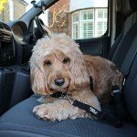 Adjustable Dog Seat Belt Harness - 2 Pack