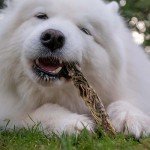 Fish Skin Jerky Fingers for Healthy Dogs