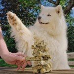 Fish Skin Jerky Fingers for Healthy Dogs