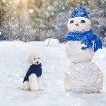 BINGPET Classic Turtleneck Cable Knit Dog Sweater