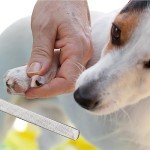 AOVNA Stainless Steel Pet Nail Care Set