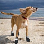 Dricar Waterproof Dog Boots for Paws (Set of 4)