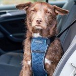 Crash-Tested Dog Safety Harness for All Sizes