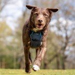 Crash-Tested Dog Safety Harness for All Sizes