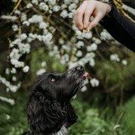 Fish Skin Jerky Cubes - Healthy Dog Treats