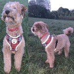 Sweat-Proof Tartan Dog Harness with Reflective Piping
