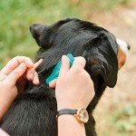 Beaphar Dog Flea Repellent – Plant-Based Protection