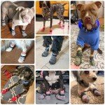 Anti-Slip Dog Socks for Paw Protection