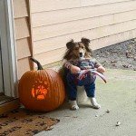 Funny Dog Halloween Costume with Scissors Design