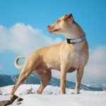 Custom Reflective Dog Collars with Name & Number