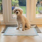 Extra Large Puppy Training Pads - 100-Pack