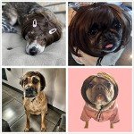 Funny Dog & Cat Halloween Cosplay Wigs