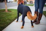 Shed Defender Dog Bodysuit - XL Anxiety Relief