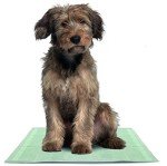 50 Super Absorbent Puppy Training Pads with Charcoal
