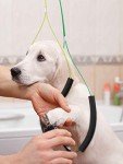 Adjustable Pet Grooming Leash and Loop Set