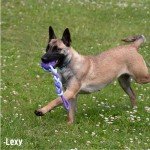 Rope and Rubber Tug Toy for Dogs - 38cm