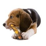 Nylabone Extreme Tough Chew Toy for Medium Dogs