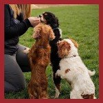 COYA Freeze-Dried Raw Dog Treats - Beef 12x40g