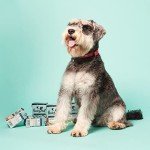 Turkey & Duck Complete Wet Dog Food Bundle