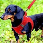 Joytale Soft Mesh Reflective Dog Harness - Red