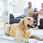 Ownpets Leak-Proof Dog Training Pads, 40 Count