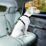 Kurgo Universal Dog Seat Belt Tether, Adjustable