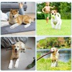 24 Pack Disposable Dog Boots for Injured Paws