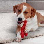 Nylabone Tough Lobster Chew Toy for Dogs