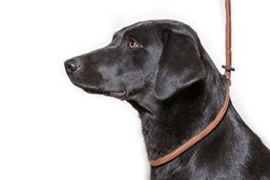 Deluxe Brown Slip Lead for Dogs - Super Soft