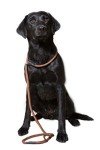 Deluxe Brown Slip Lead for Dogs - Super Soft