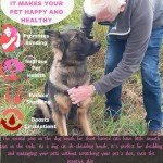 Deshedding Tool for Dogs and Cats – Reduces Shedding