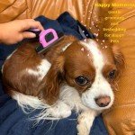 Deshedding Tool for Dogs and Cats – Reduces Shedding