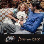 Cesar Country Stew Adult Wet Dog Food Pack